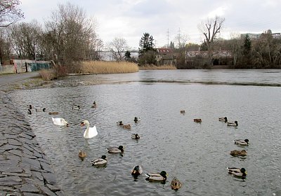 Na Hamerském rybníku