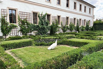 Bílý páv ve Valdštejnské zahradě