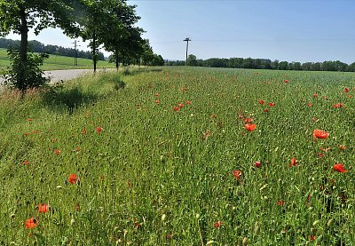 Když tančí makové panenky