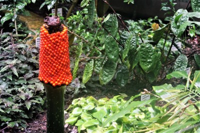 Zmijovec titánský BZ LBC.