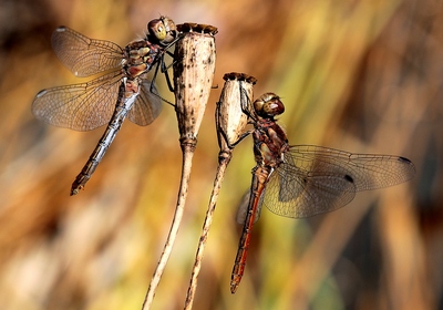 chci fotit máky a ono tohle