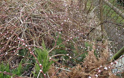 Kočičky pro včeličky...