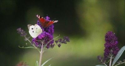 Poslední chvilky léta..
