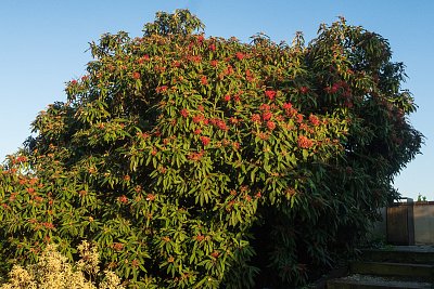 Kalina svrasklá (Viburnum rhytidophyllum)