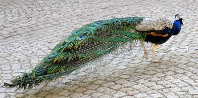 Vycházka s fešákem