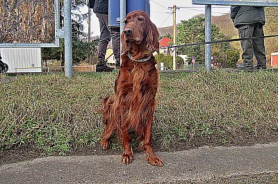 Jsem smutná, nepustili mě do autobusu *