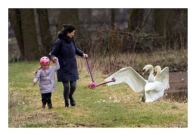 Koloběžkou na labutě...