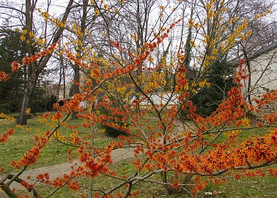 Nádhera kvetoucích vilínů v parku*