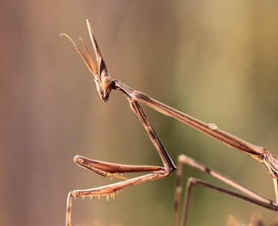 ještě se pomodlím