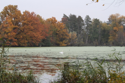 Když přijde podzim...