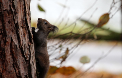 Veverčí úsměv...