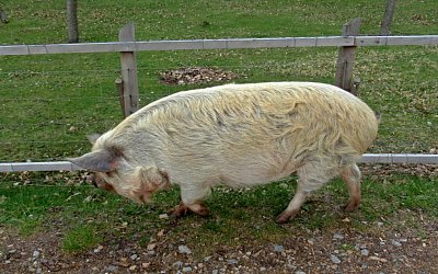 Nezdržuj, vidíš, že pospíchám *