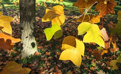 Barevné šaty liliovníku tulipánokvětého