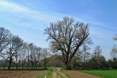 Až já budu zelený *