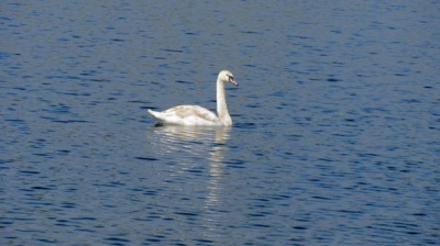 První vlaštovka na oprámě