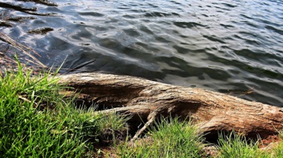 Kořeny mé voda omývá