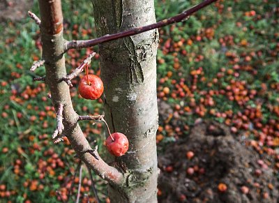 Lednová jablíčka, už poslední ...