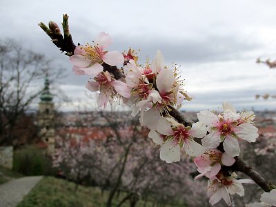 Rozkvetlé mandloně v Seminářské zahradě