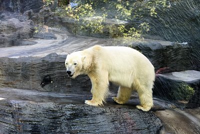 Lední medvěd,  krasavec z pražské zoo