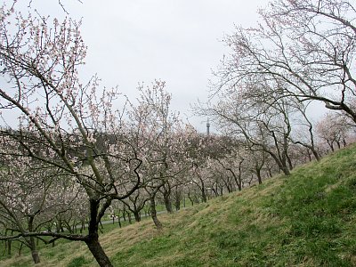 Petřín zdraví Hustopeče