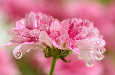 slzičky jedné kytičky