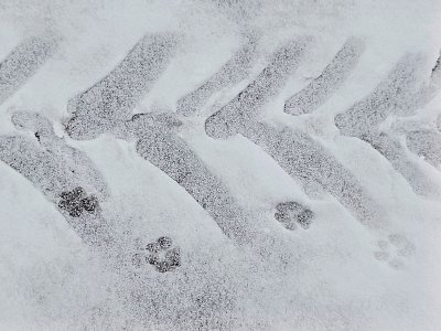 Stopa po věci a stopy zvířecí