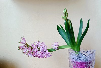 Tak jako slunečnice každý den ...