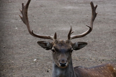 Moje chlouba - daněk