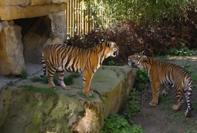 Co bude k obědu?  ........