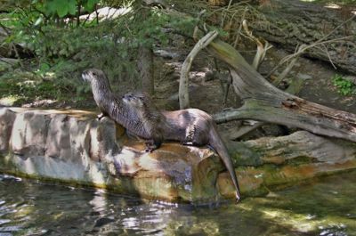 Vydrýsek a jeho kamarád .......