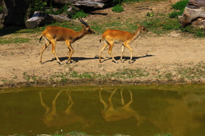 Neutíkej - fakt to byla kamarádka :-) nic víc...
