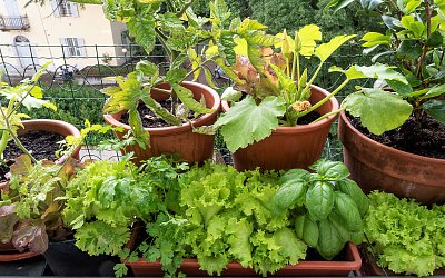 Ceny ovoce a zeleniny porostou. Co si můžeme vypěstovat na terase či balkoně?