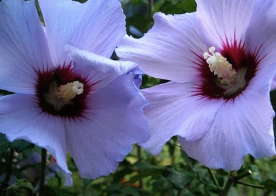 Paní, víte že ...?