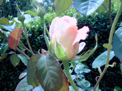 Podívej, kvete růže, podívej...