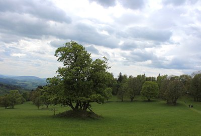 Strom v krajině