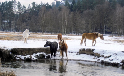 Já mám koně, vraný koně ...