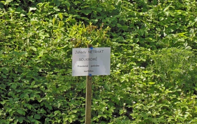 Před "Domem Slunce" (nehodnotit)