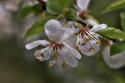 Jak dlouho se udrží