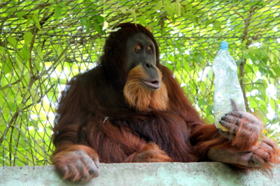 Jak říkám, patří do žluté...