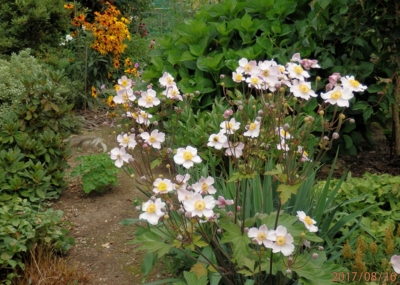 Japonská sasanka II