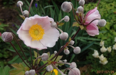 Japonská sasanka...