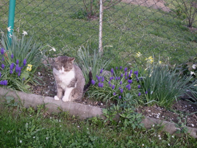 Když kočky, tak i kocour. Jmenuji se Simon a hlídám kytičky