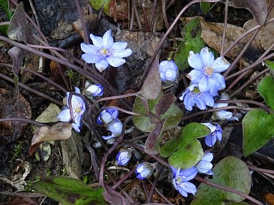Jarní podléšky...