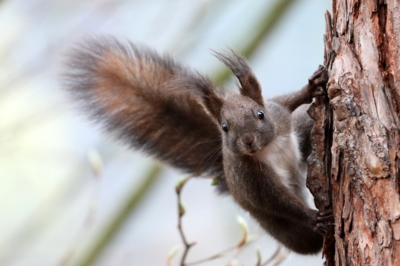 Letošní první setkání v lese...