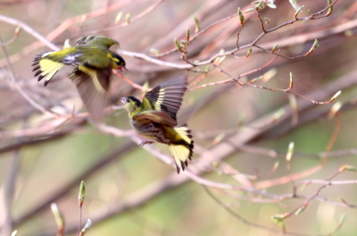 Čas ptačích námluv...