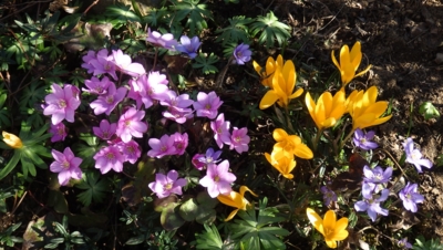 Jarní symfonie barev