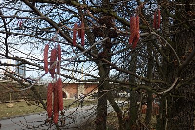 Jehnědy olše...