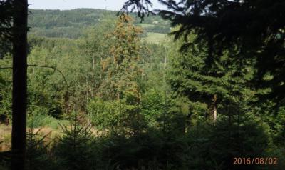 Jeřabiny - že by už podzim?