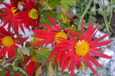 Ještě dělají parádu