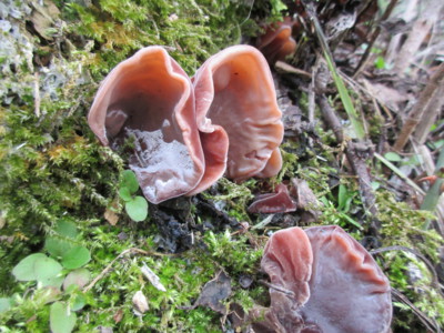 ...že by Jidášovo ucho